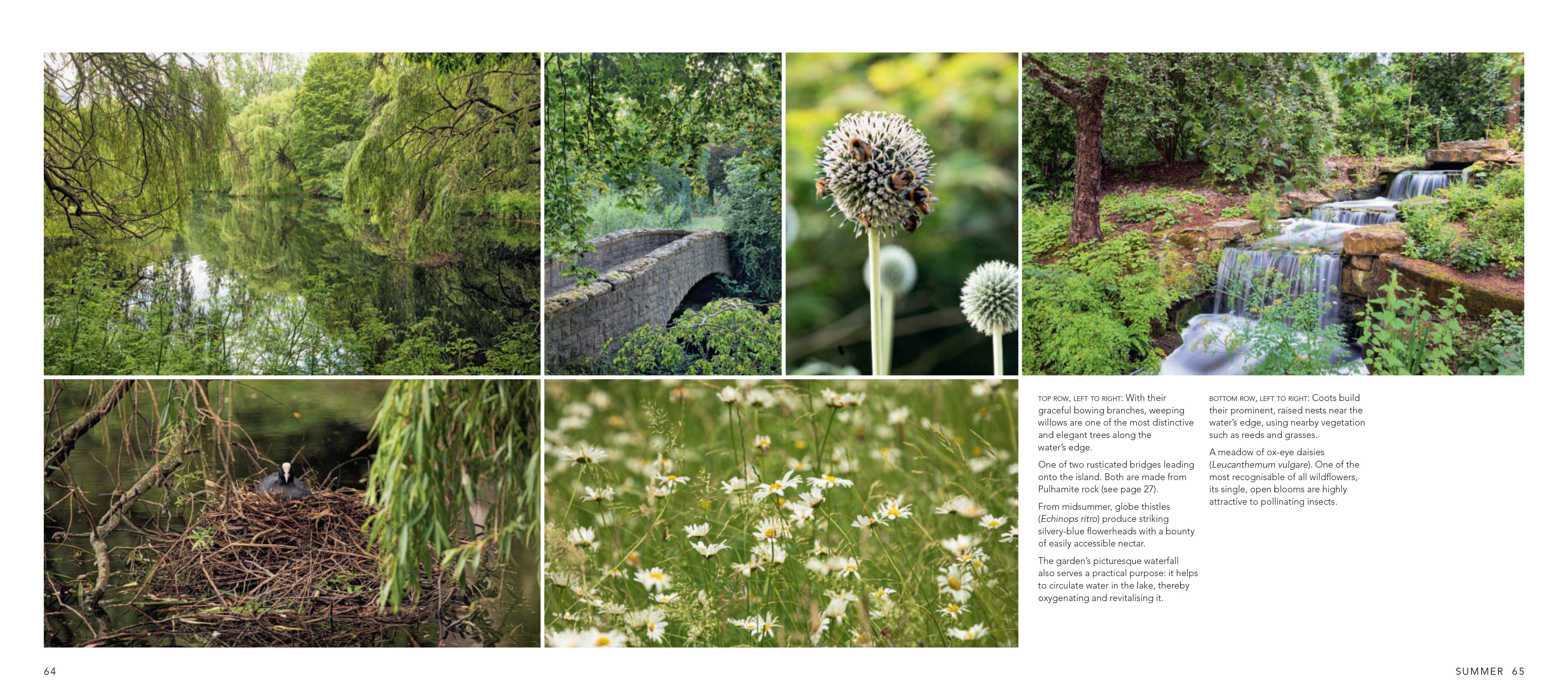 Scene from the Buckingham Palace garden book